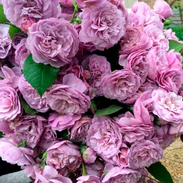 Лавандовый букет' (Lavender Bouquet) 