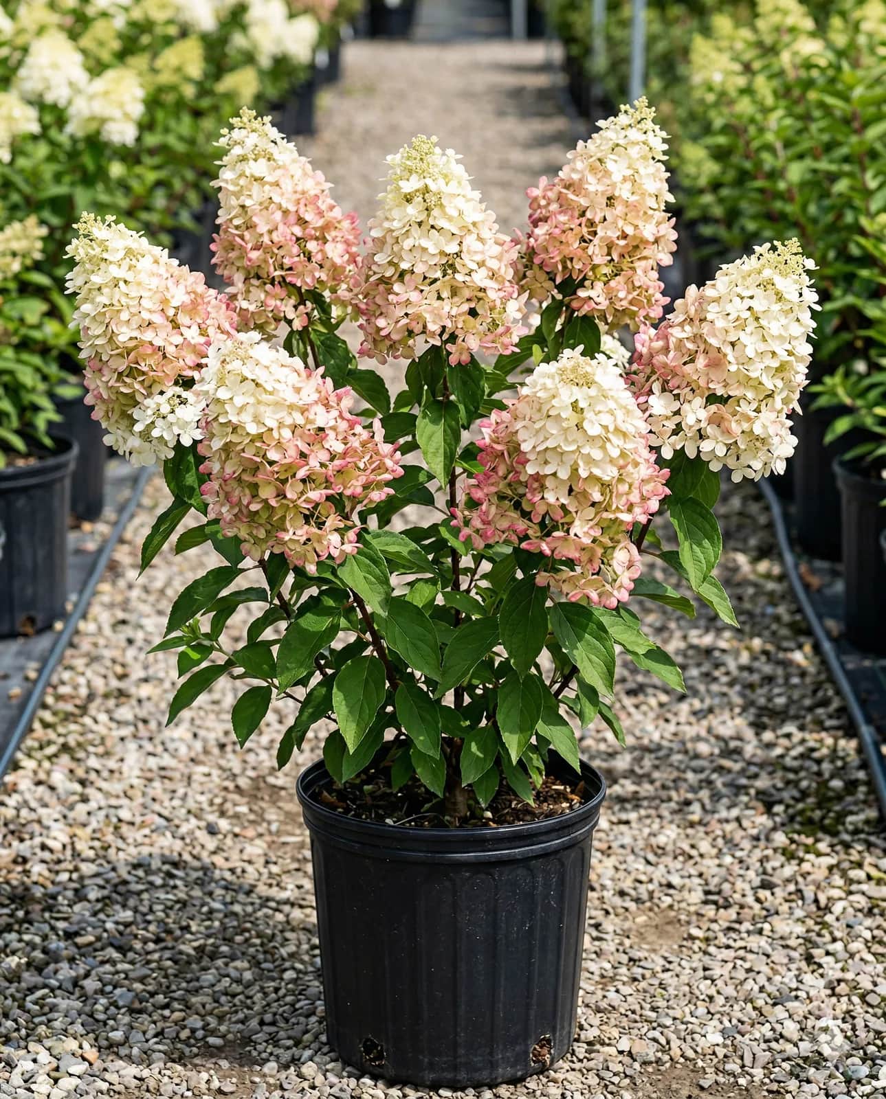 Металлика» (Hydrangea paniculata Metallica)