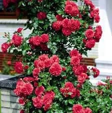 Rosarium Uetersen (Розариум Ютерсен) 