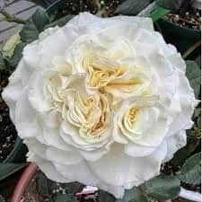 Вайт Эшли (White Ashley) 