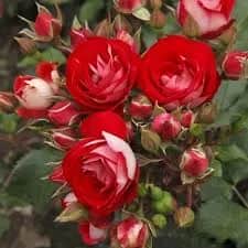 Rosige Landdrostei (Розиге Ландростай) 