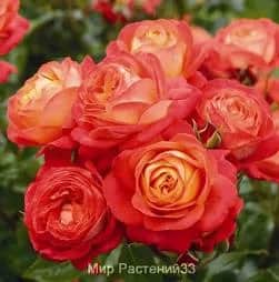 Мидсаммер (Midsummer) 