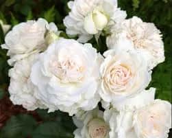 Грейт Норт Истерн» (Great North Eastern Rose) 