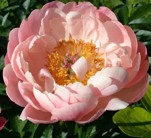 Apricot Whisper НОВИНКА (Априкот Виспер)