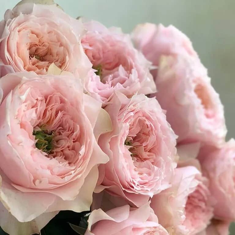 Bloomsbury (Блумсбери) Нидерланды 2019