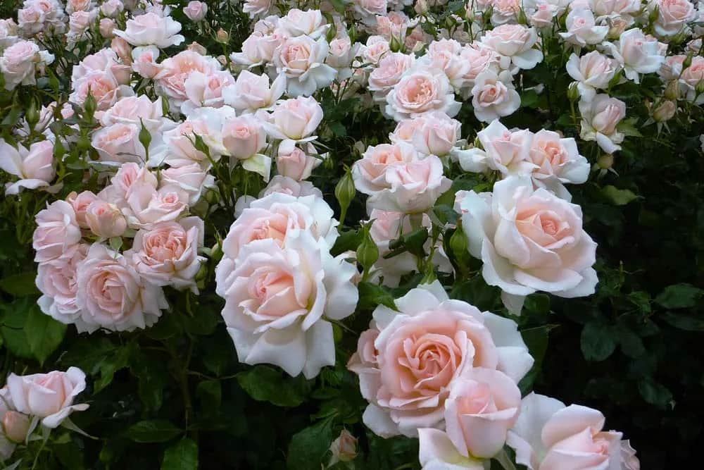 Chandos Beauty(Чандос Бьюти)Harkness 2005