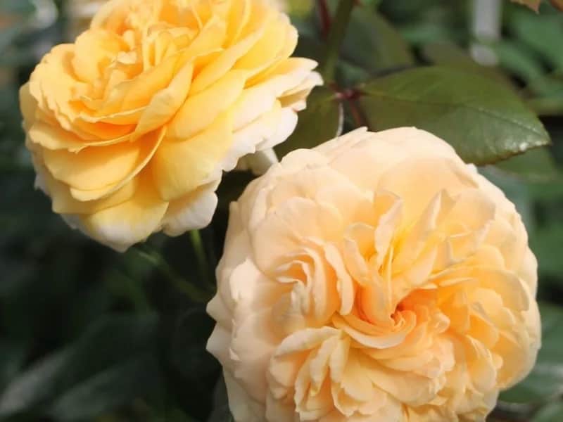 Chippendale Gold (Чипендейл Голд)Tantau Германия 2011