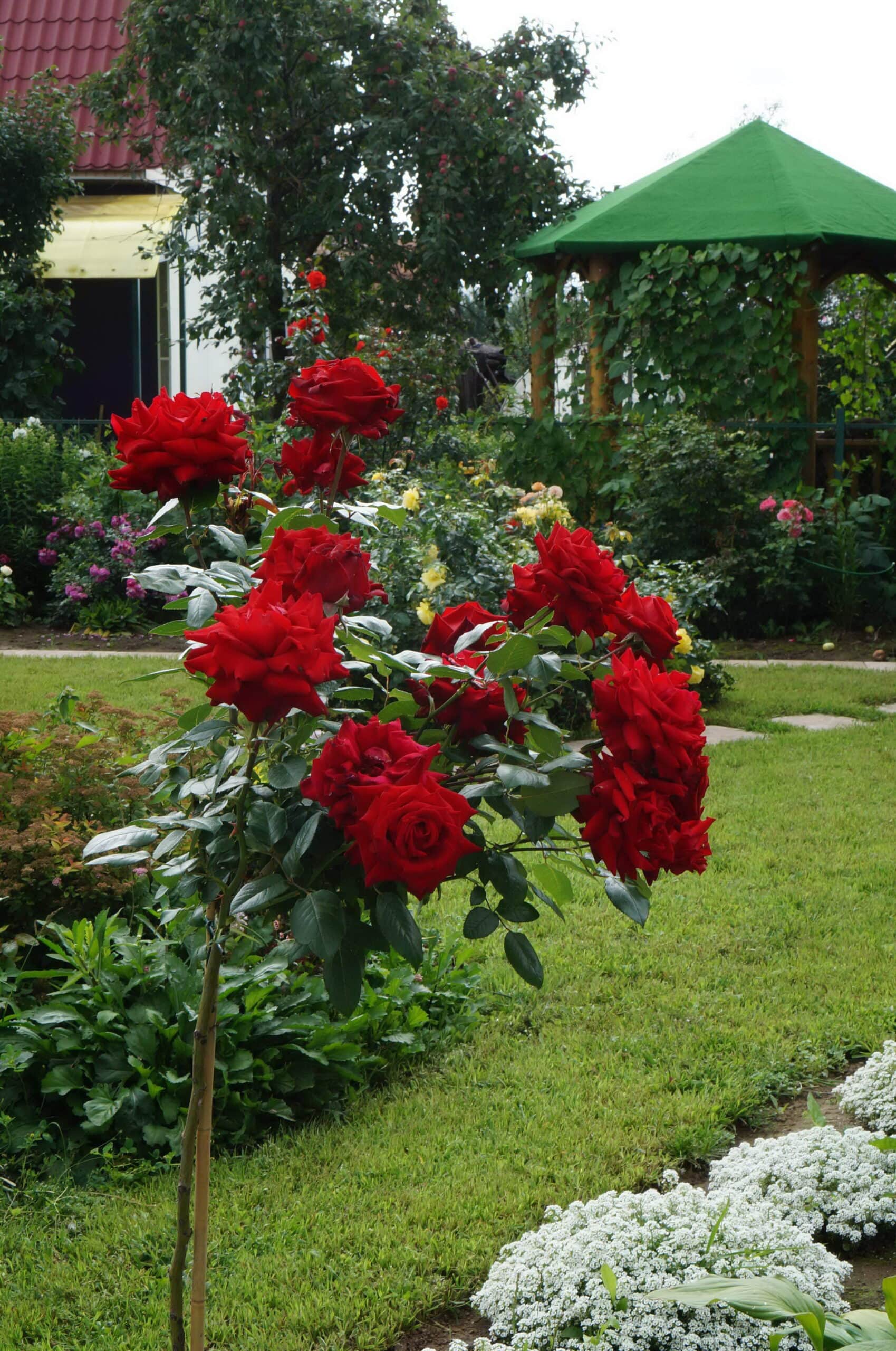 Флорентина