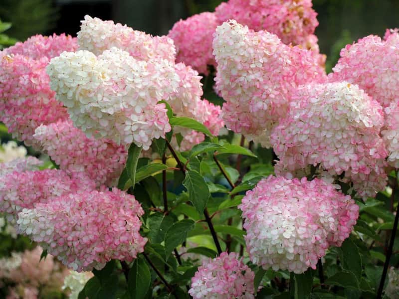 Ванилла Фрайз» (Hydrangea paniculata Vanille Fraise) 