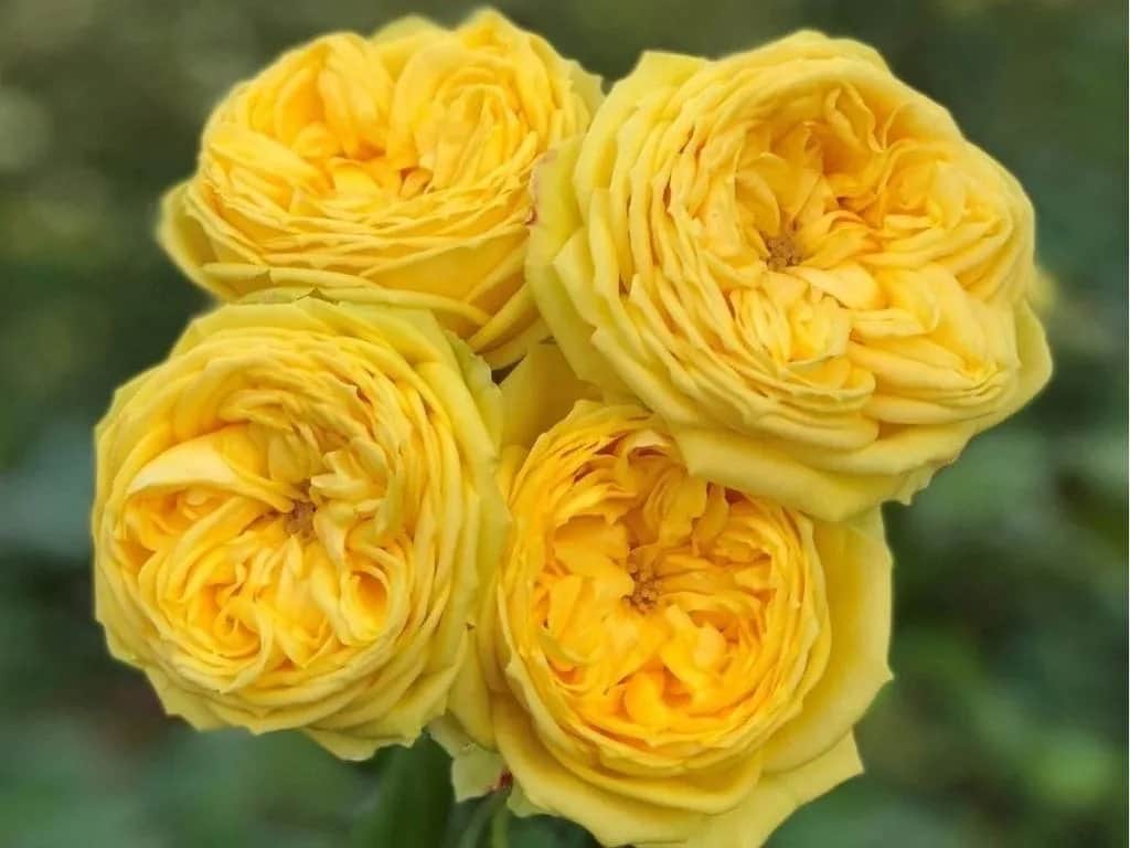 Каталина (Catalina)Olij Rozen B.V. Нидерланды