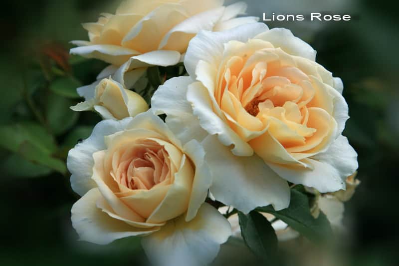 Лионс Роуз ( Lions Rose)