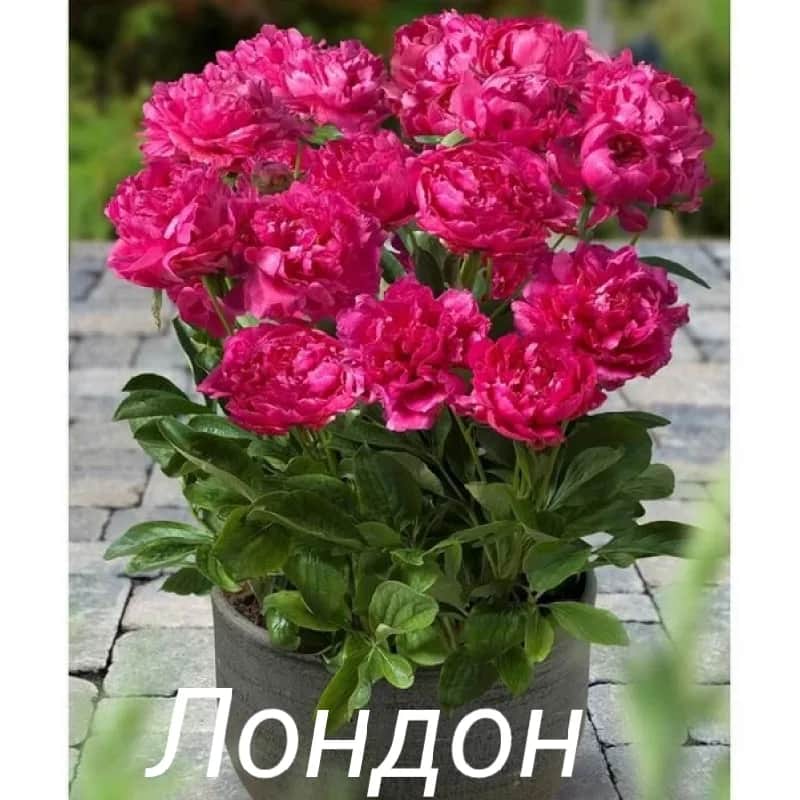 Лондон