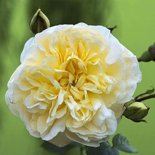 Перпетуалли Йорс