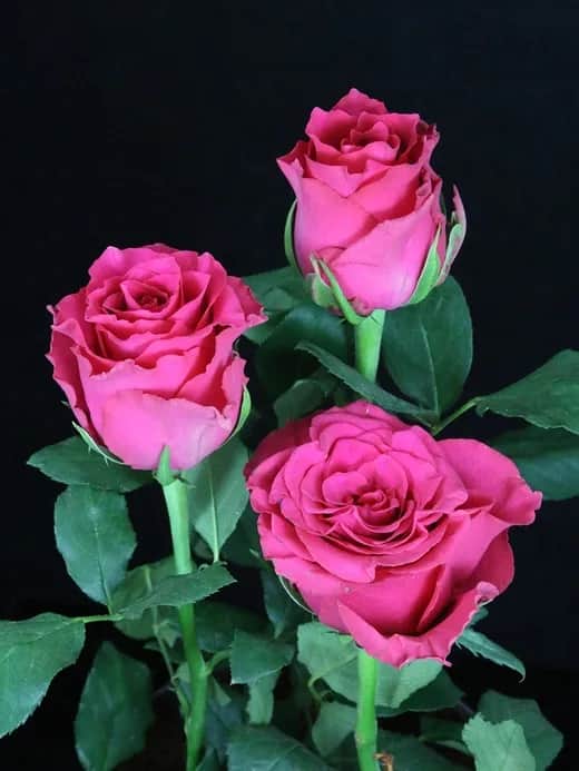 Пинк Родос (Pink Rhodos)