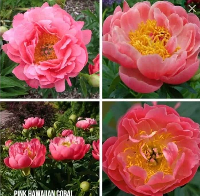 Пион Пинк Хавайан Корал (Pink Hawaiian Coral) Новинка