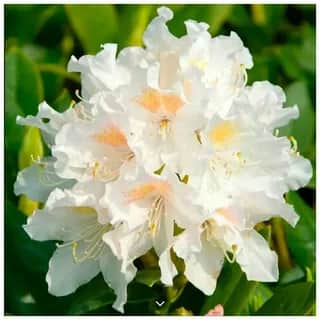 Каннингемс Уайт (Cunningham's White)