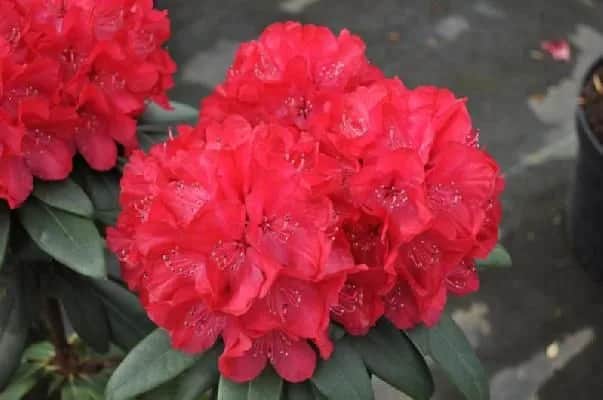 Wladyslaw Jagiello, Royal Red (Владислав Ягелло, Роял Ред)