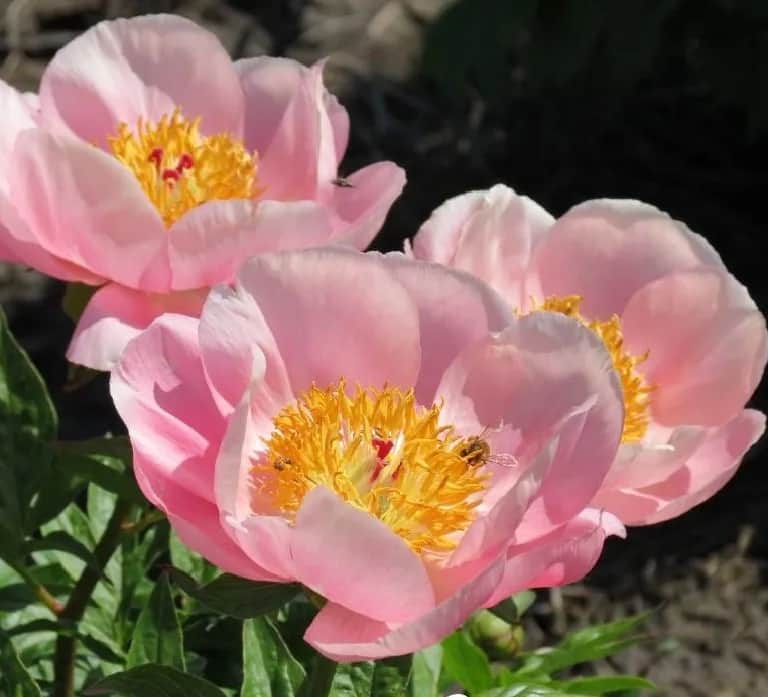 Roselette