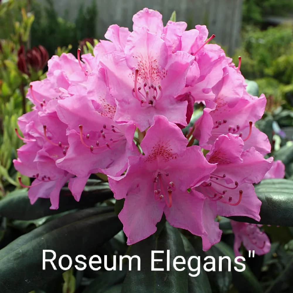 Roseum Elegans (Розеум Элеганс)