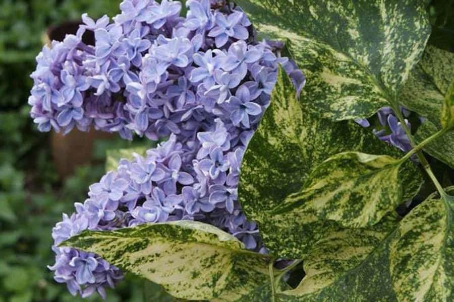 Сирень Аукубафолия, Пестролистная на штамбе