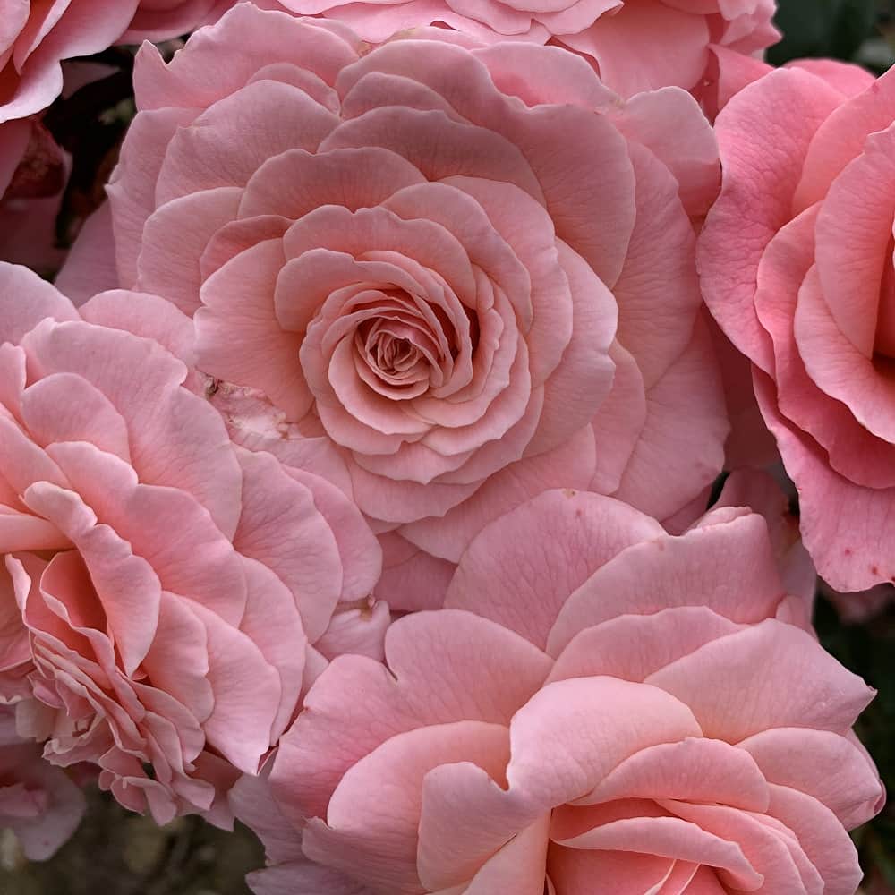 Тиклед Пинк (Tikled Pink)