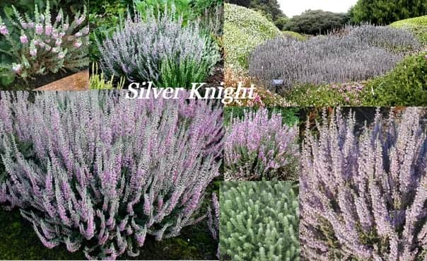 Вереск Сильвер Найт Silver Knight