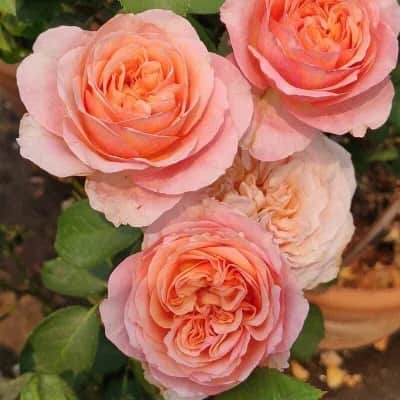Викториан Секрет(Victorian Secret)Нидерланды Interplant