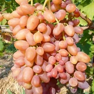 Виноград Находка (кишмиш)