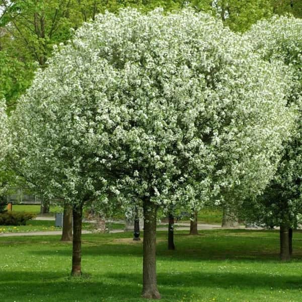 Вишня Умбракулифера 
