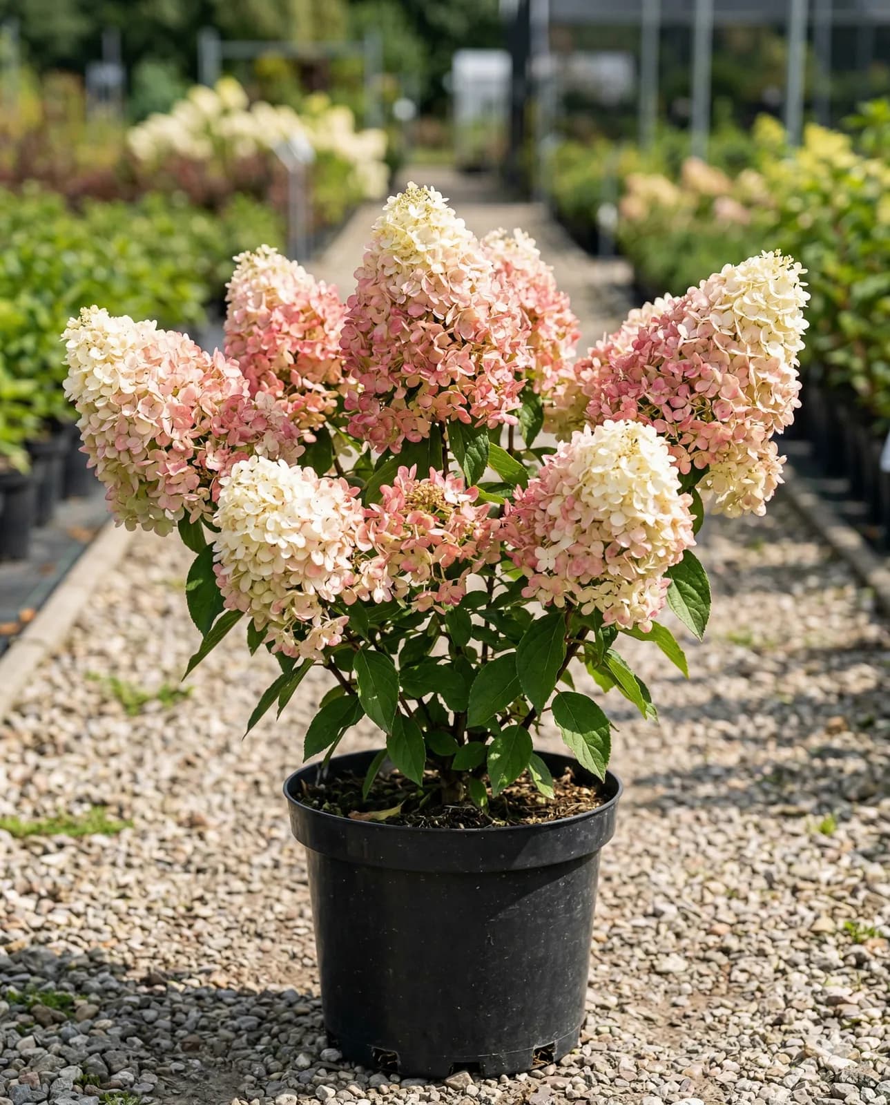 Саммер Лав» (Hydrangea paniculata Summer Love) 