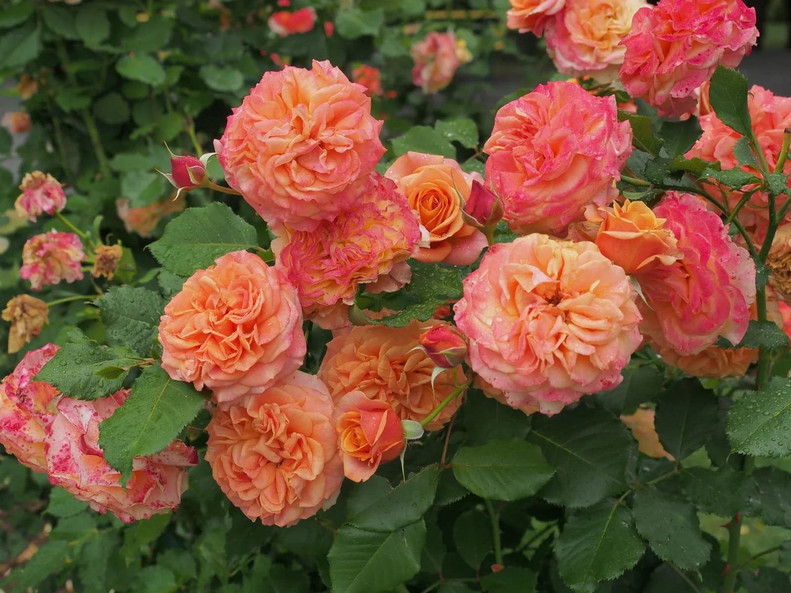 Фото 2