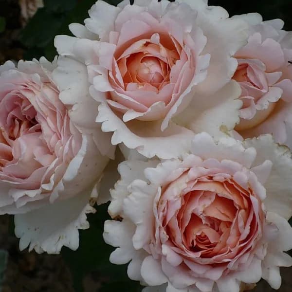 Фото 2