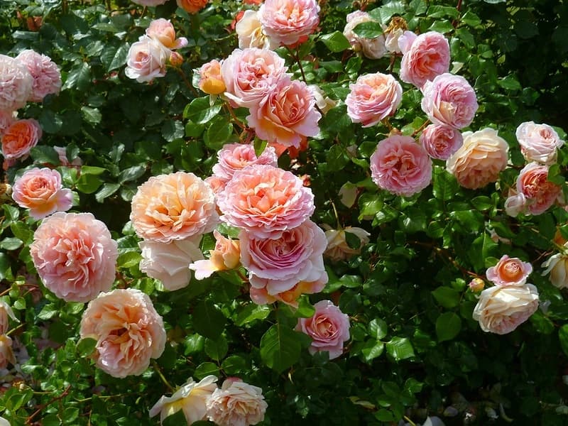 Фото 3