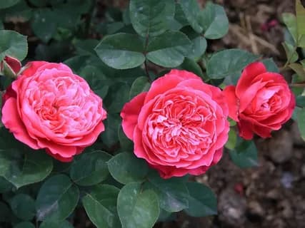 Фото 3