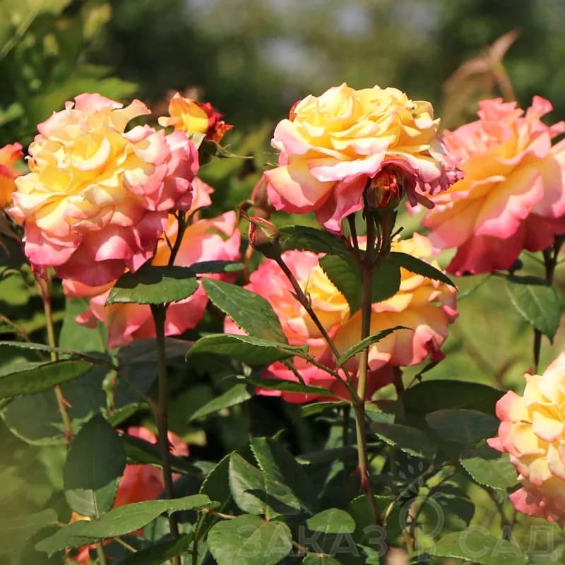 Фото 2