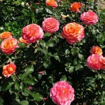 Фото 3