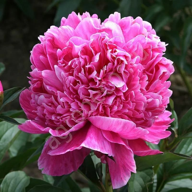 Фото 4