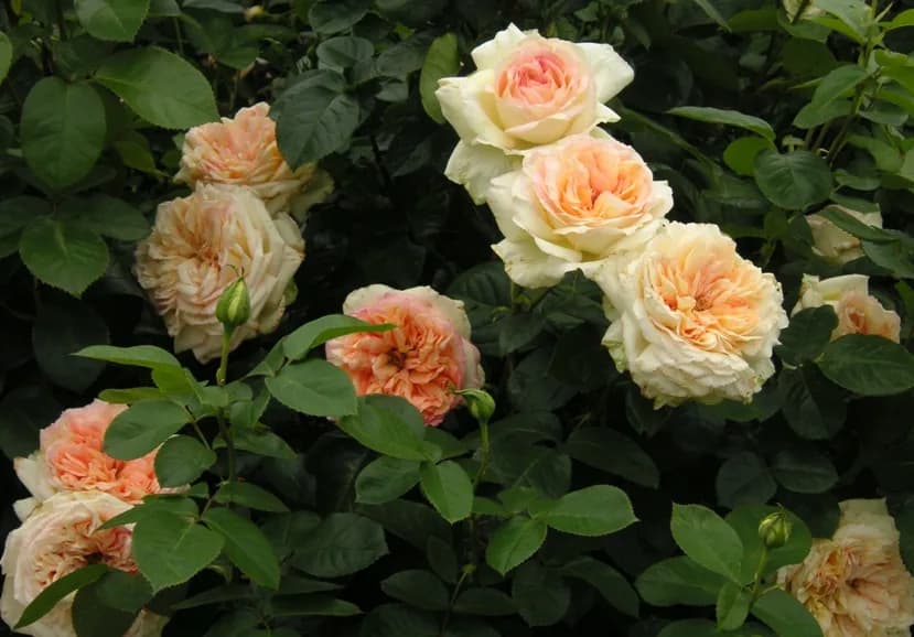 Фото 3