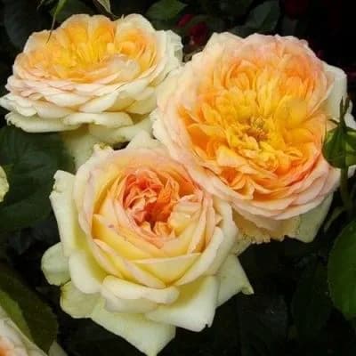 Фото 4