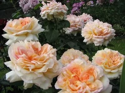 Фото 5
