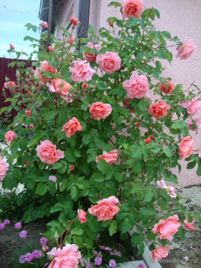 Фото 2