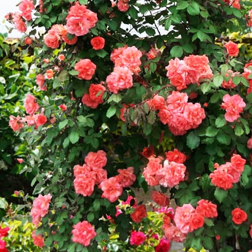 Фото 3