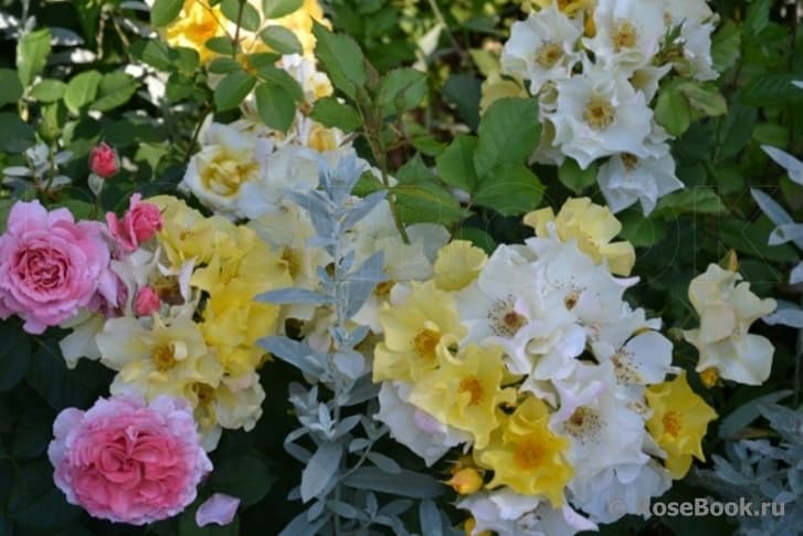Фото 3