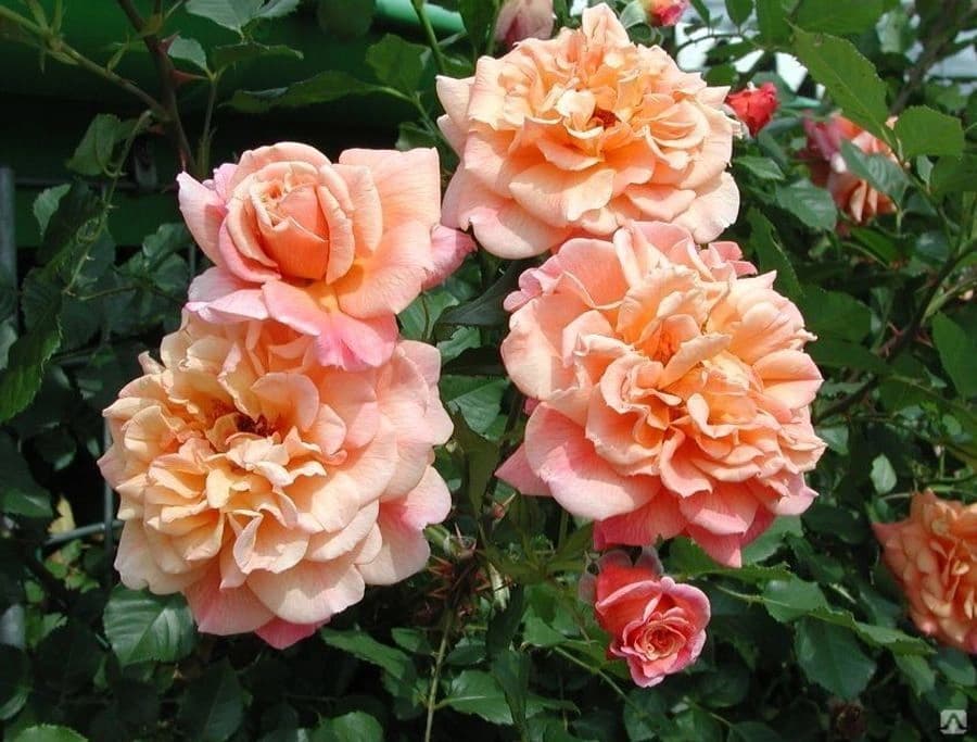 Фото 2