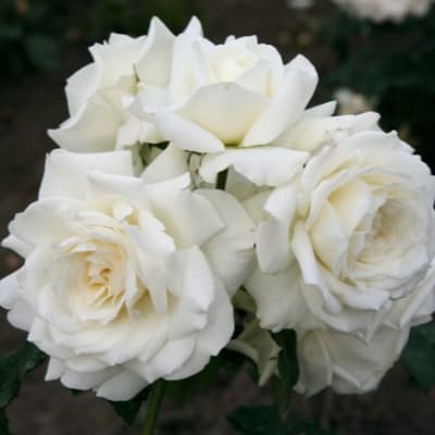 Фото 2