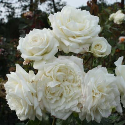Фото 3
