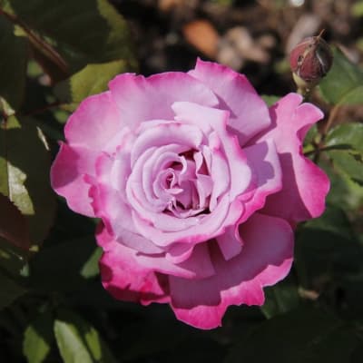 Фото 2