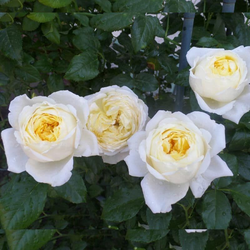 Фото 2