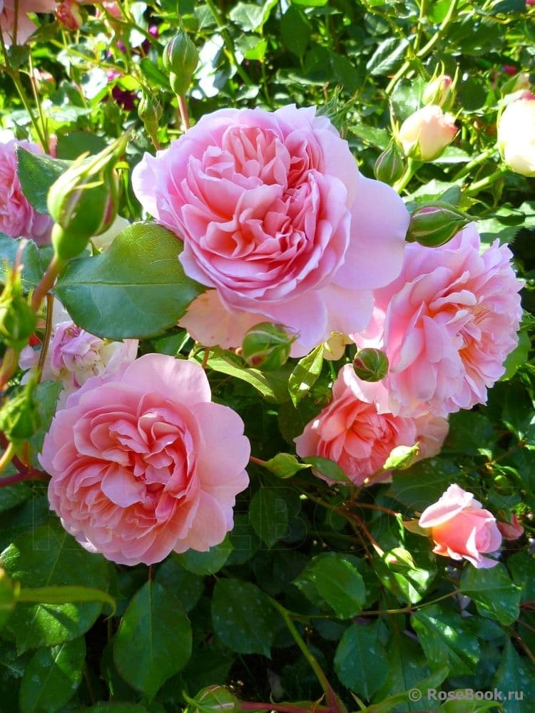 Фото 3
