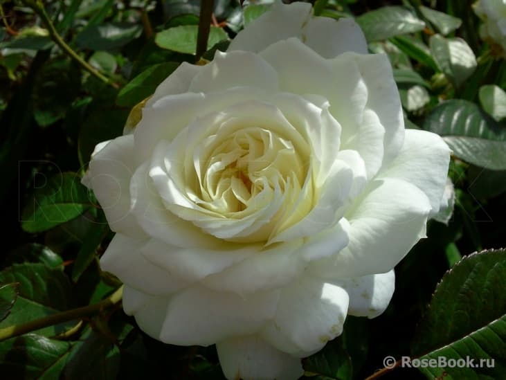 Фото 2